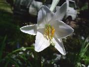 Lillium candidum Maddona Lily